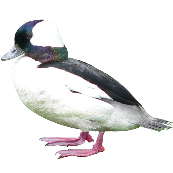 Bufflehead Duck